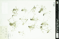 Lipocarpha micrantha image
