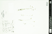 Thumbnail image of current specimen