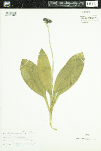 Image of Clintonia andrewsiana