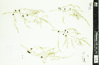 Asparagus officinalis image