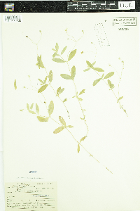 Moehringia lateriflora image