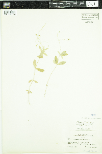 Moehringia lateriflora image