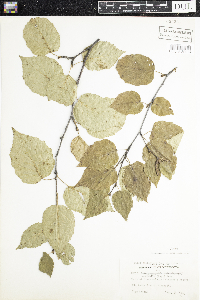 Betula cordifolia image