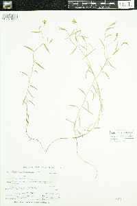 Campanula aparinoides var. grandiflora image
