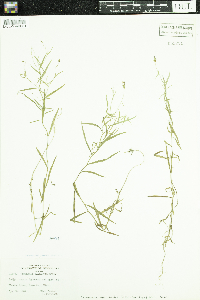Campanula aparinoides var. grandiflora image