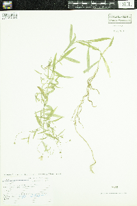 Campanula aparinoides var. grandiflora image