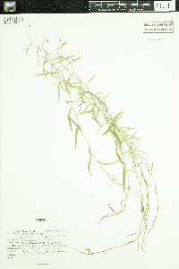 Campanula aparinoides var. grandiflora image