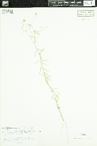 Campanula aparinoides var. grandiflora image