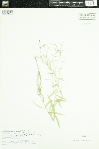 Campanula aparinoides var. grandiflora image