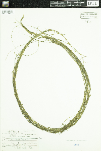 Campanula aparinoides var. grandiflora image