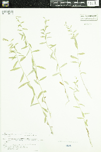 Campanula aparinoides var. grandiflora image