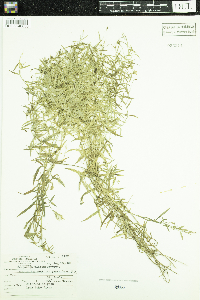 Campanula aparinoides var. grandiflora image