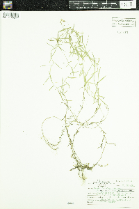 Campanula aparinoides var. grandiflora image