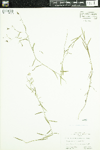 Campanula aparinoides image