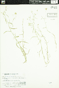 Campanula aparinoides image