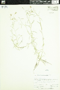 Campanula aparinoides image