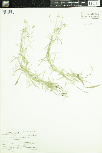 Campanula aparinoides image