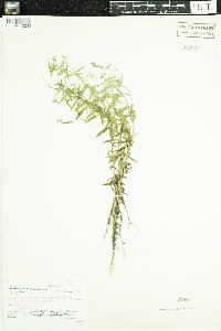 Campanula aparinoides image