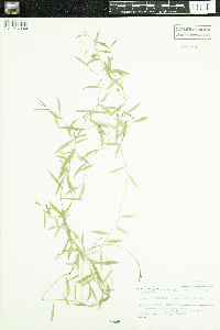 Campanula aparinoides image