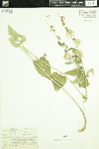 Campanula rapunculoides image