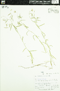 Campanula aparinoides var. grandiflora image