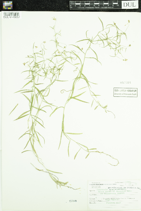Campanula aparinoides var. grandiflora image