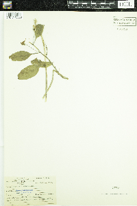 Campanulastrum americanum image