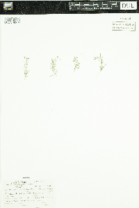 Sagina procumbens image