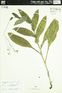 Cynoglossum virginianum var. boreale image
