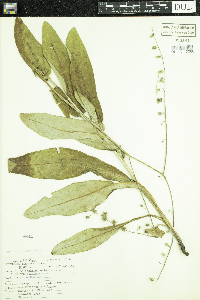 Cynoglossum virginianum var. boreale image