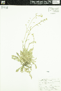 Capsella bursa-pastoris image