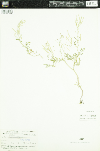 Cardamine parviflora image