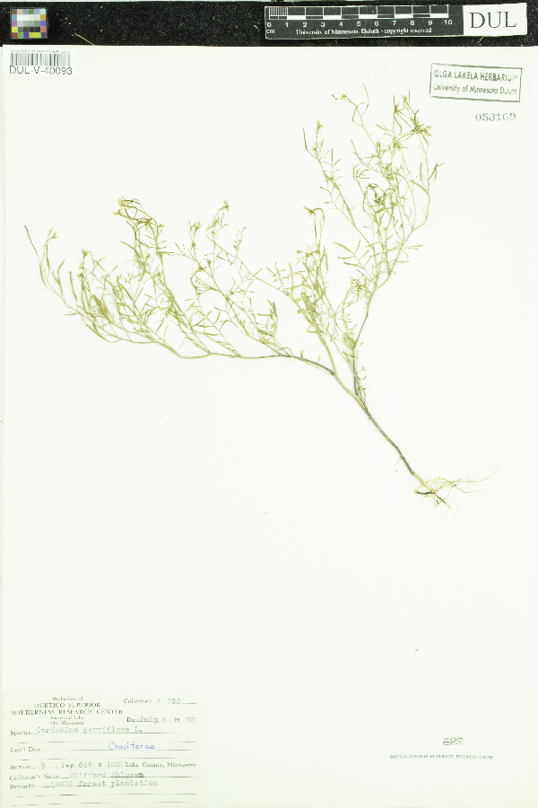 Cardamine parviflora image