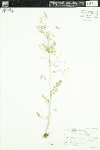 Cardamine pensylvanica image