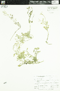 Cardamine pensylvanica image