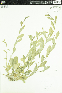 Media resource of Boechera dentata