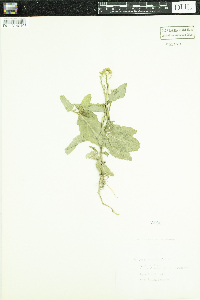 Brassica nigra image