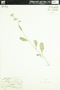 Sinapis arvensis image