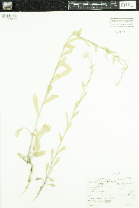 Berteroa incana image