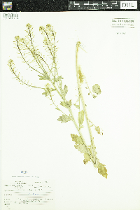 Barbarea vulgaris image