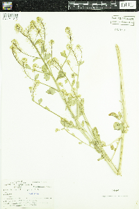 Barbarea vulgaris image
