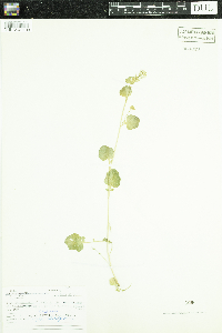 Barbarea vulgaris image