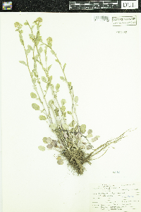 Barbarea vulgaris image