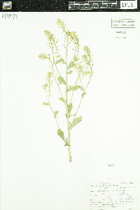 Barbarea vulgaris image