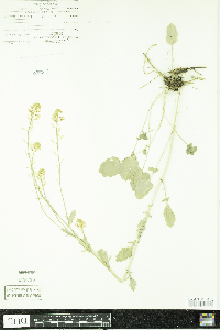 Barbarea vulgaris image