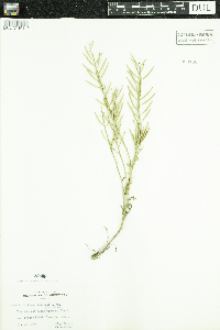 Barbarea vulgaris image