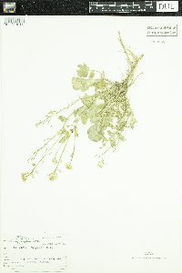 Barbarea vulgaris image