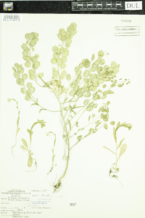 Thlaspi arvense image
