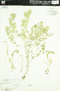 Thlaspi arvense image