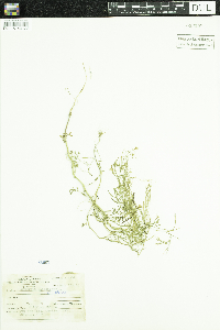 Sisymbrium altissimum image
